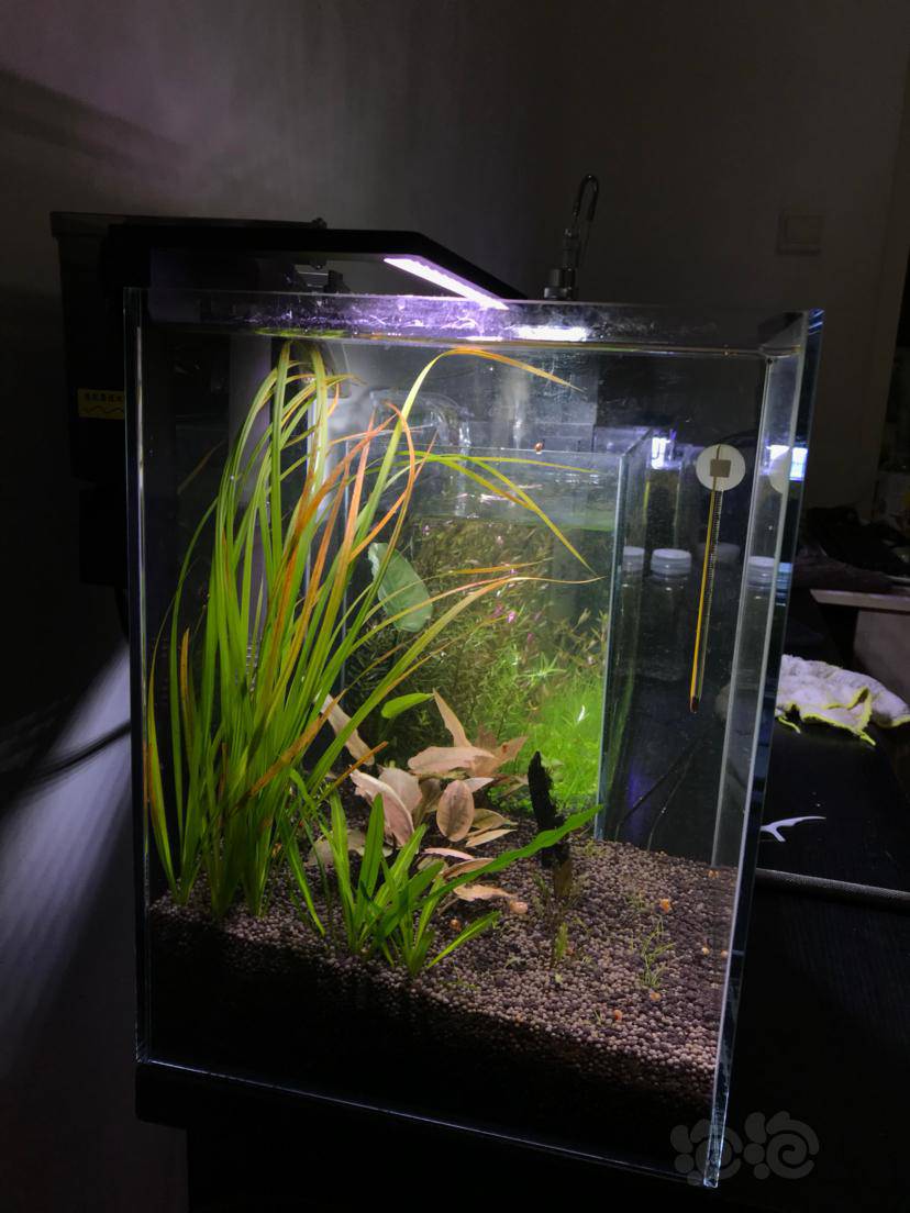 换水的时候忍不住撸两把泰国水剑然后黄叶了