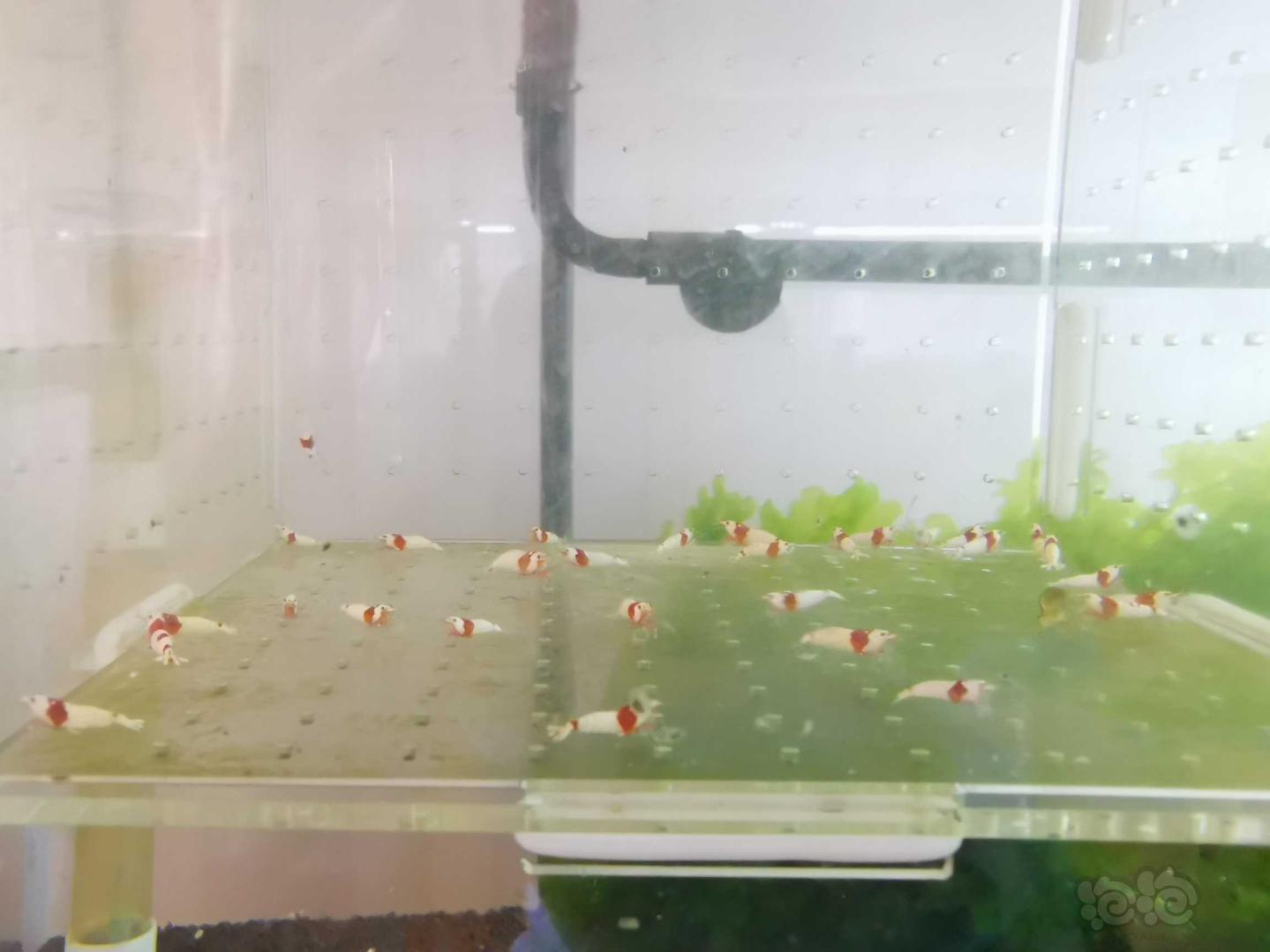 【虾】2020-07-25#RMB拍卖红白水晶虾30只-图4