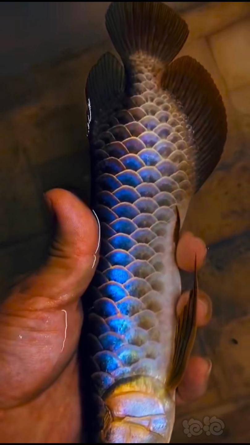 龙鱼电光蓝古典过背