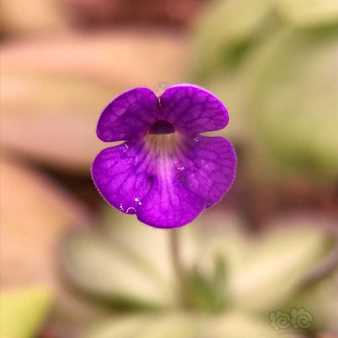 捕虫堇的小花花-图1