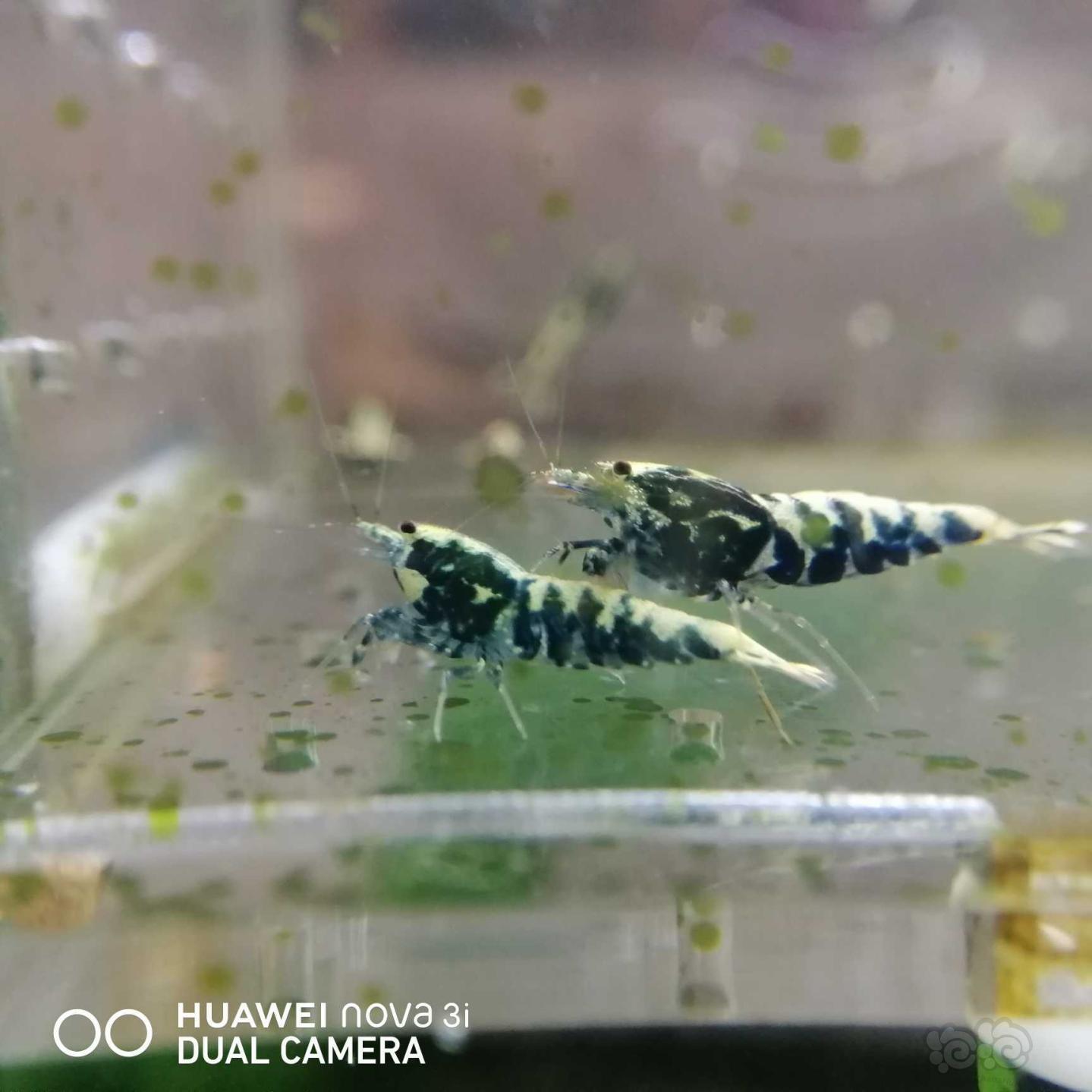 【虾】2020-07-14#RMB拍卖蟒背水晶虾7只-图6