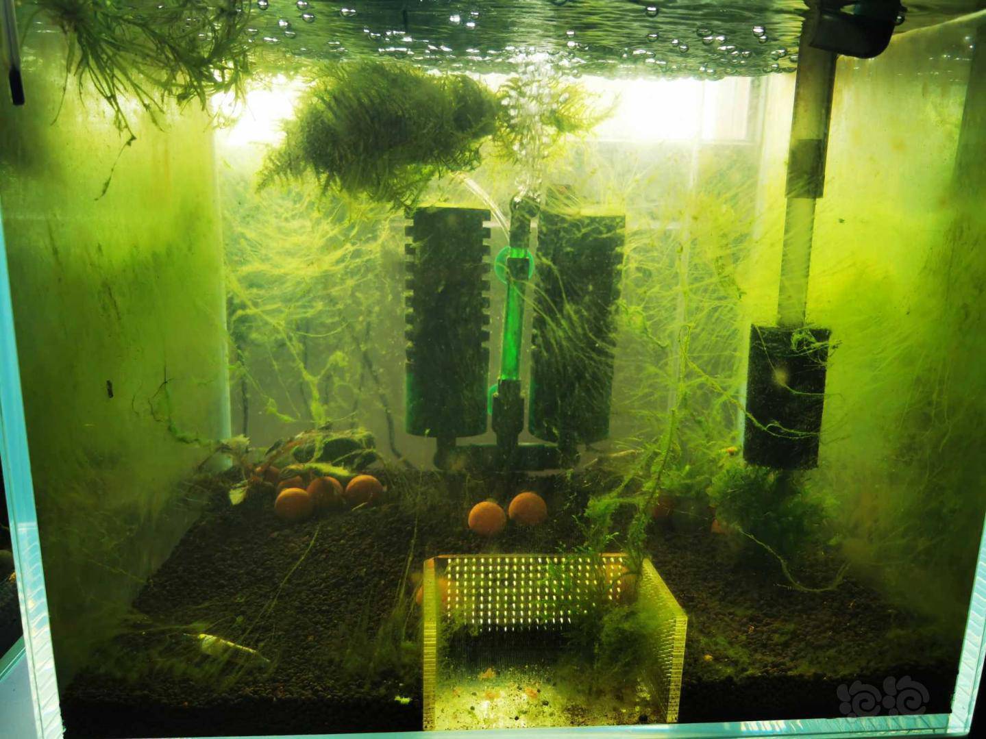 全是藻的缸们 泡泡水族