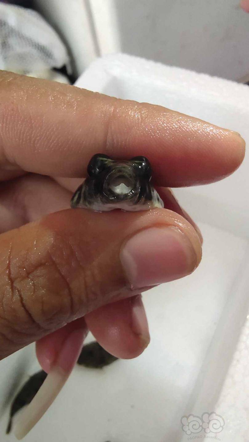 淡水狗头斑马狗头黄胖子