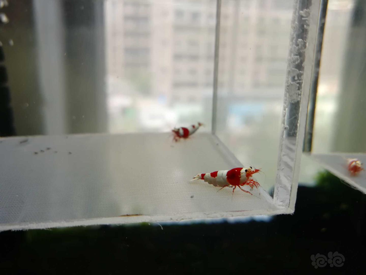 【虾】2020-07-14#RMB拍卖#红白纯血水晶虾一份4只-图1