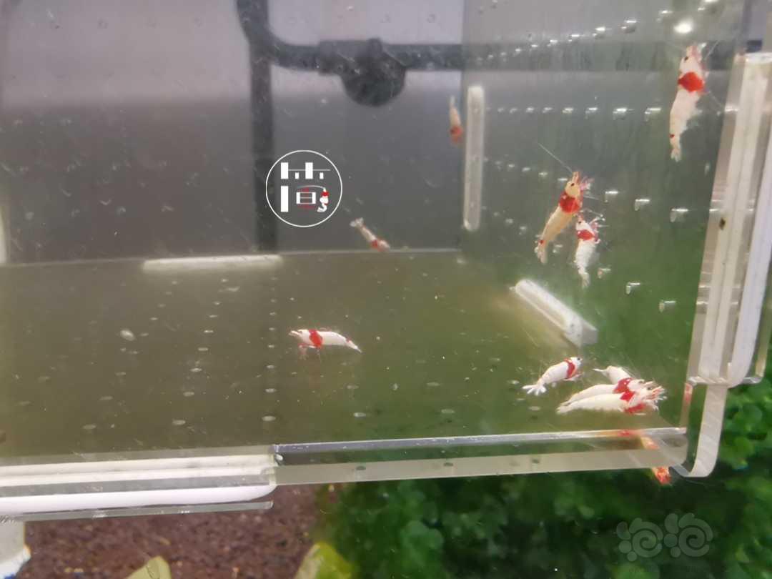 【虾】2020-07-18#RMB拍卖精选系统白躯红白水晶虾20只-图4