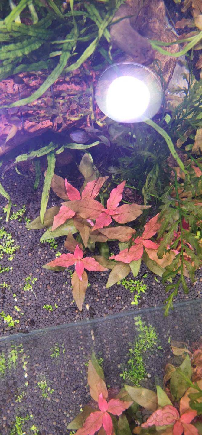 水上叶大红叶 入缸没几天就变红了 泡泡水族