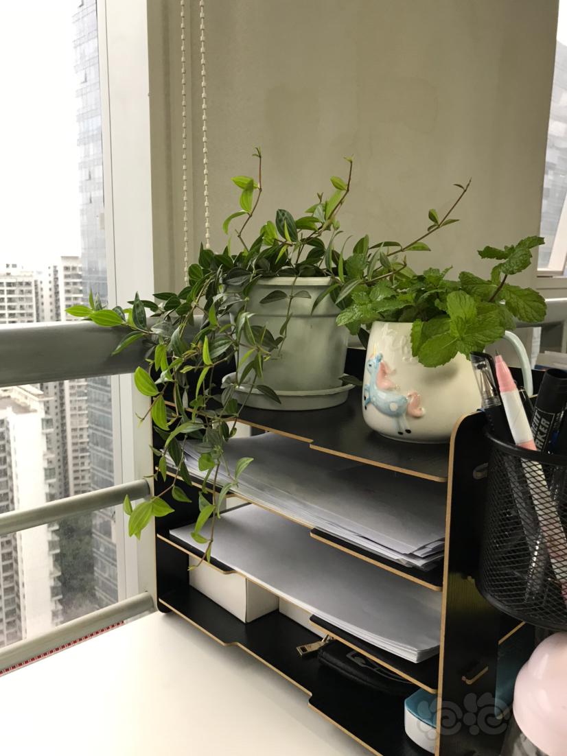 【盆栽】办公室里的花草-图3