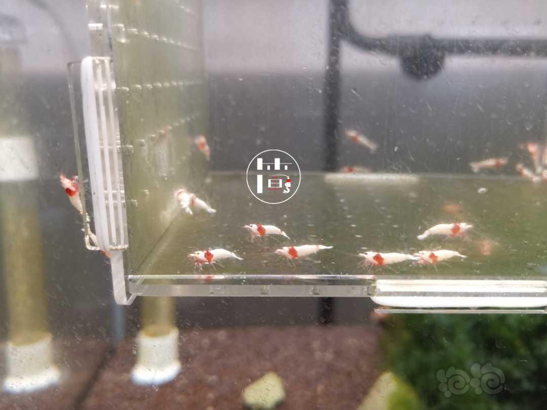 【虾】2020-07-18#RMB拍卖精选系统白躯红白水晶虾20只-图3