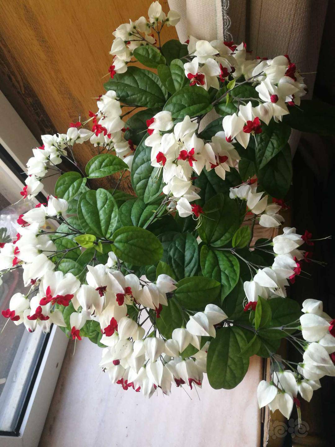 养养花 养养虾 养养水草 陶冶一下自己 泡泡水族