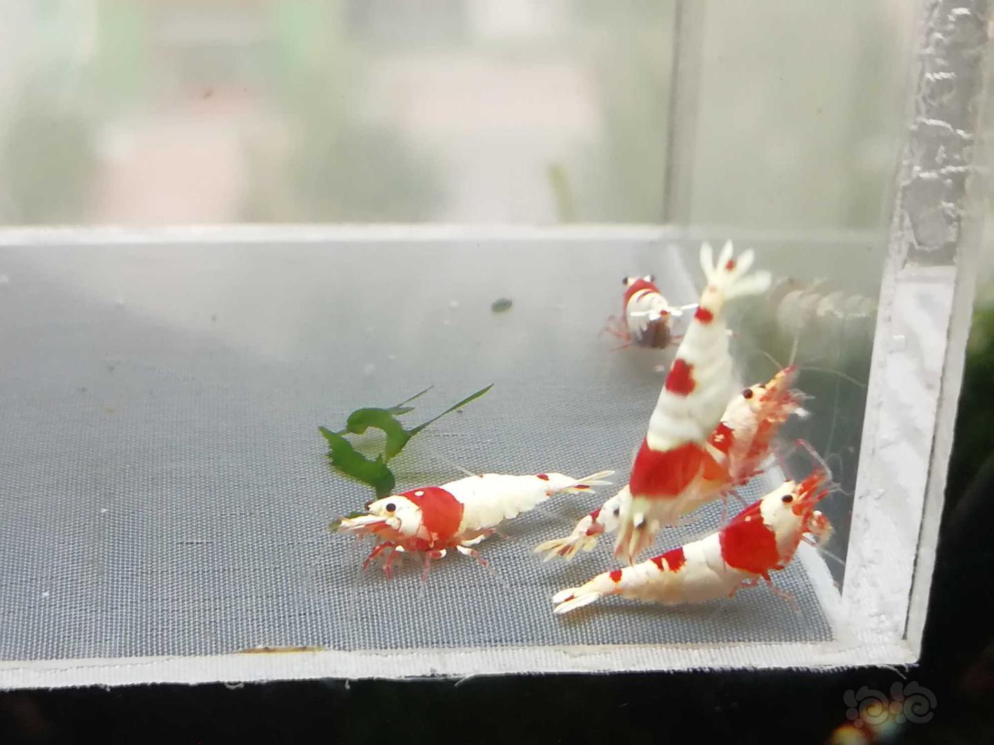 【虾】2020-07-30#RMB拍卖#红白纯血水晶虾一份6只-图4