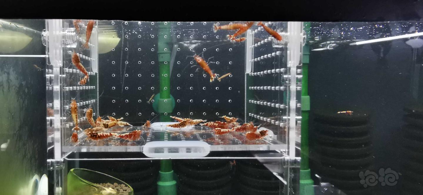 【虾】2020－07－18#RMB拍卖星钻红银河小虾40只-图2