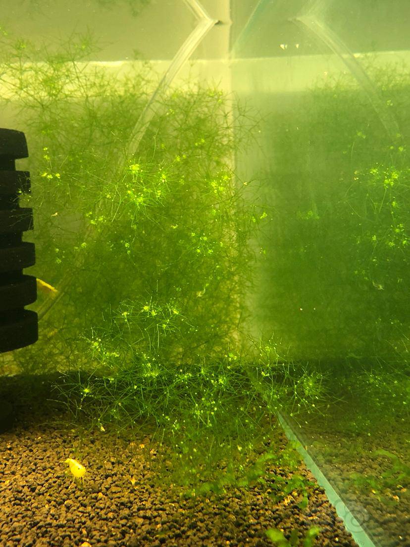 赠送满天星水草