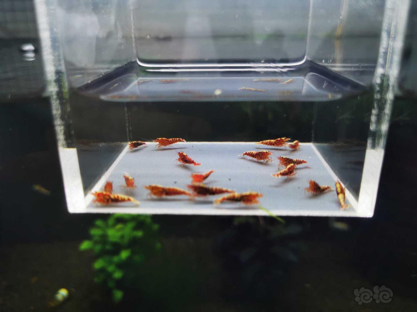【虾】2020－07－05#RMB拍卖红银河星钻小虾15只-图5
