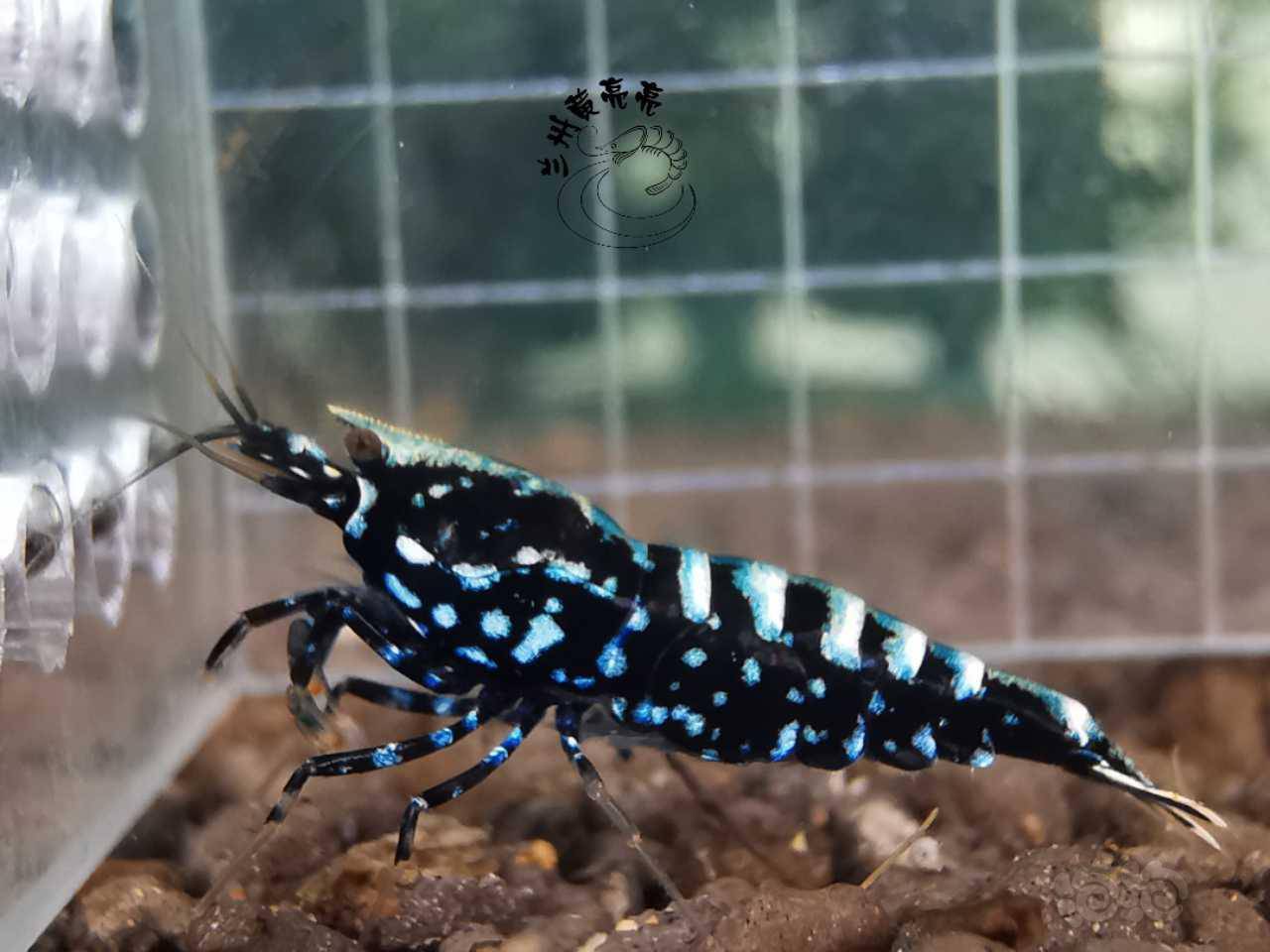 20200723rmb拍卖黑银河星钻繁殖组一份3只