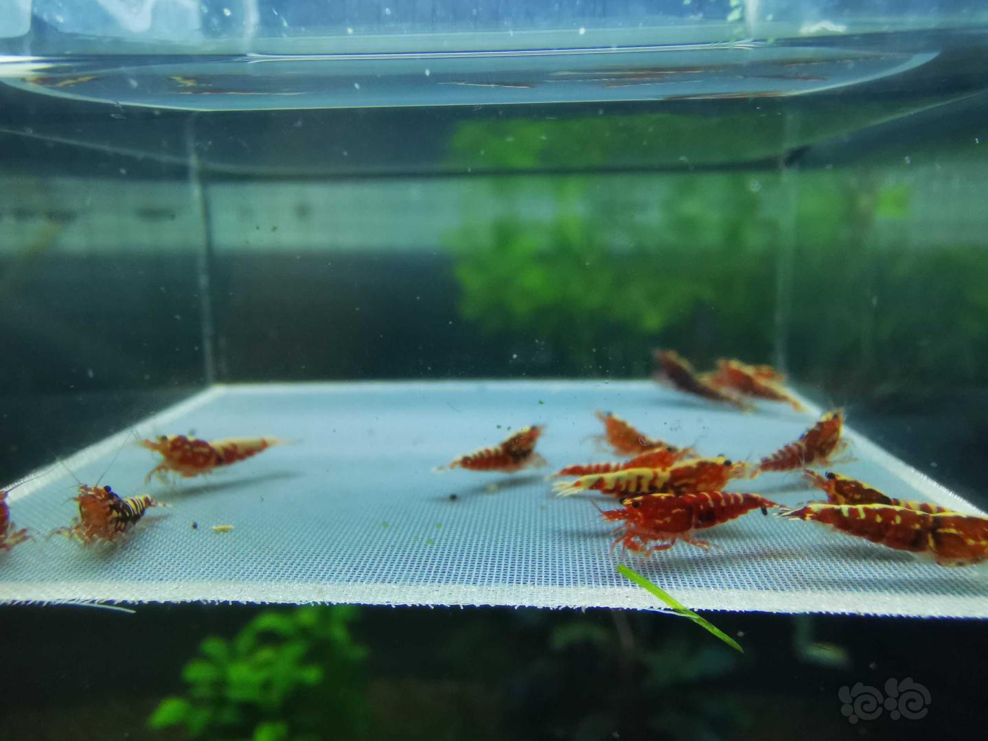 【虾】2020－07－05#RMB拍卖红银河星钻小虾15只-图4