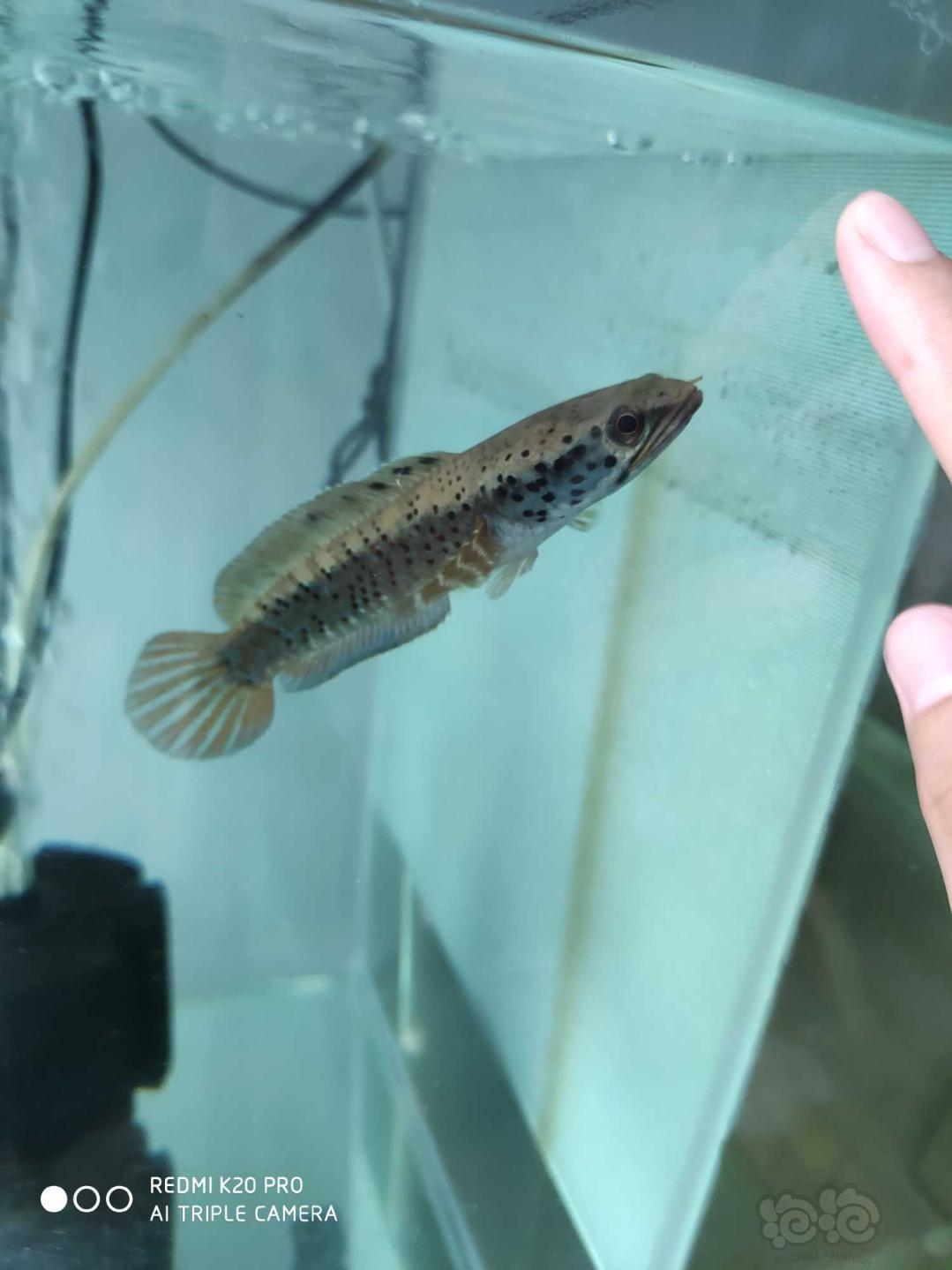 雷龙幻彩蓝宝石雷龙