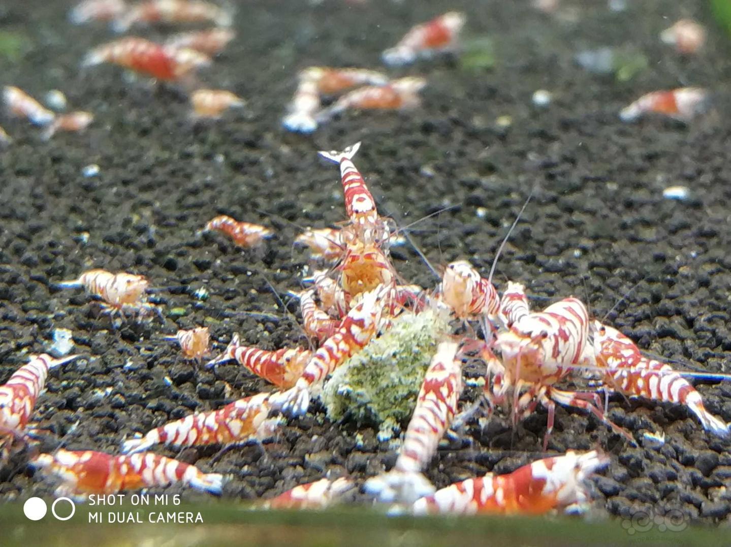 太极花虎水晶虾-图4