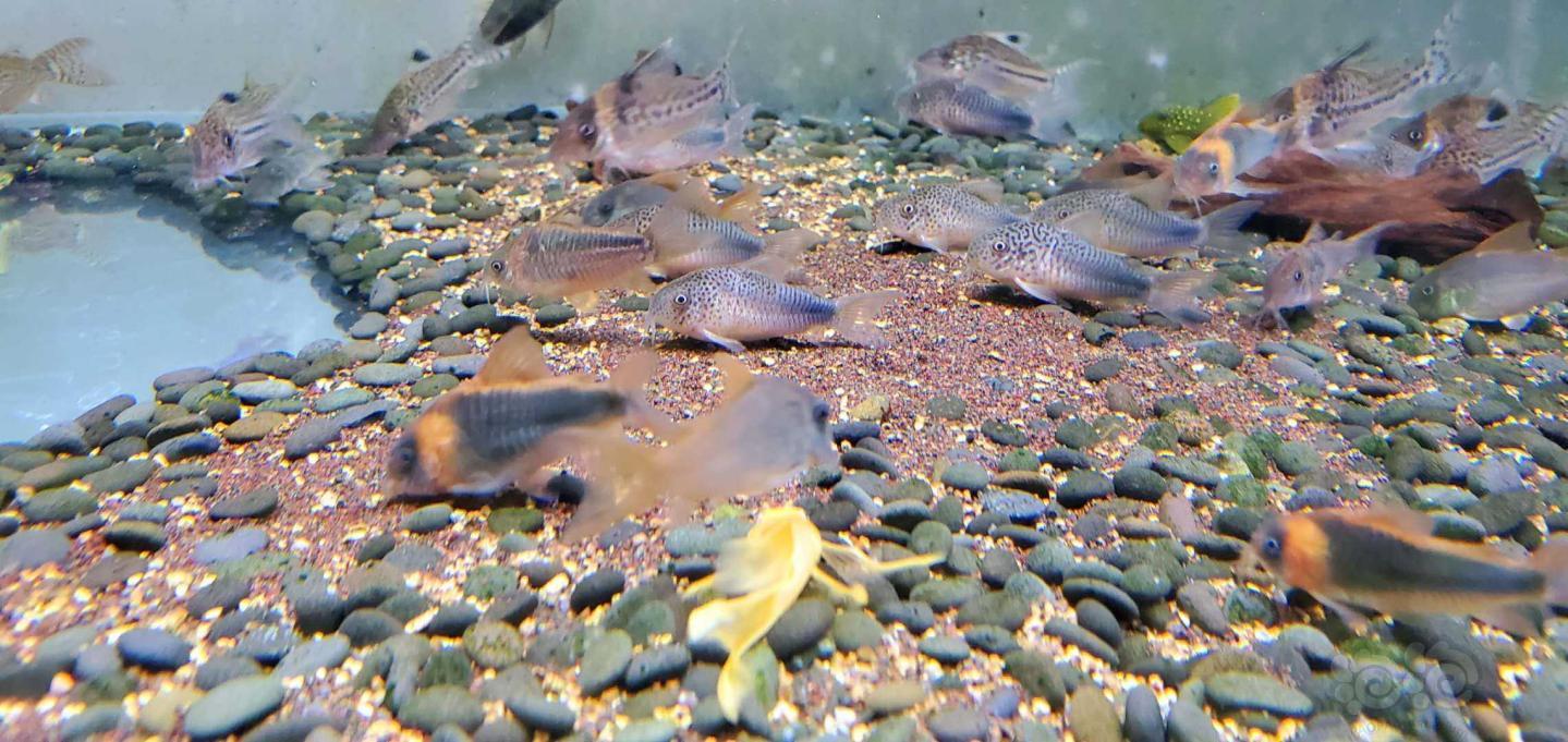 【鼠鱼】紫罗兰不一样的美-图2