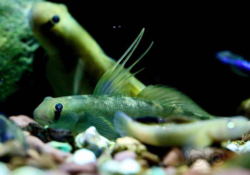 秃头鲨飘逸的背鳍