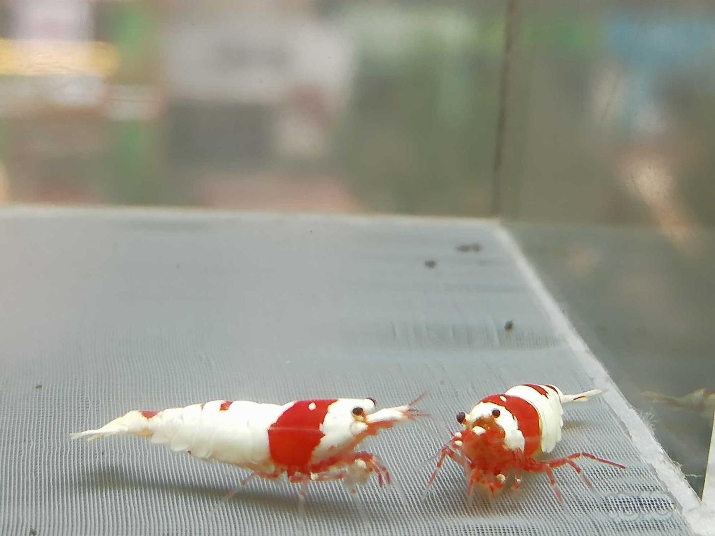 【虾】2020-07-21#RMB拍卖#红白纯血水晶虾一份2只-图8