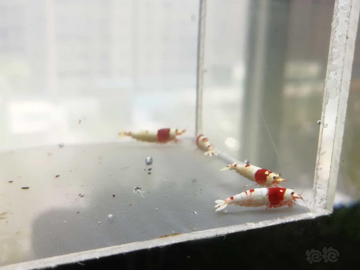 【虾】2020-07-11#RMB拍卖#红白纯血水晶虾一份5只-图2