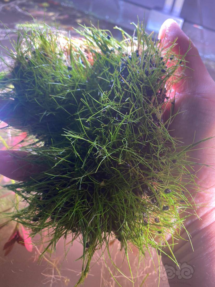 翻缸了送迷你牛毛草