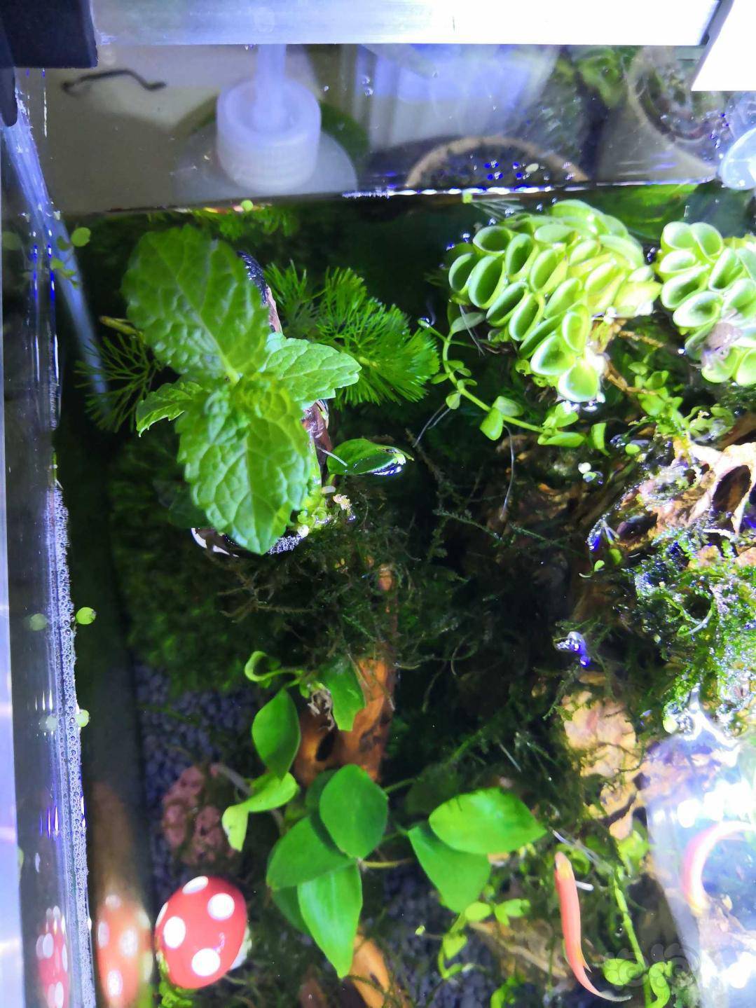鱼缸里可以养薄荷吗 就是普通的可以食用的那种薄荷 泡泡水族