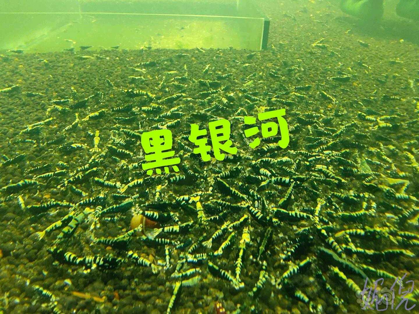 【水晶虾】出售各种水晶虾，练手闯缸虾-图5