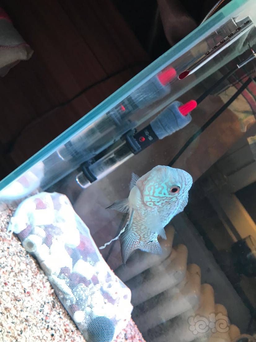 罗汉鱼我的鱼运输途中就得了肠炎一直拉白便脱肛治了一个月了还是不见