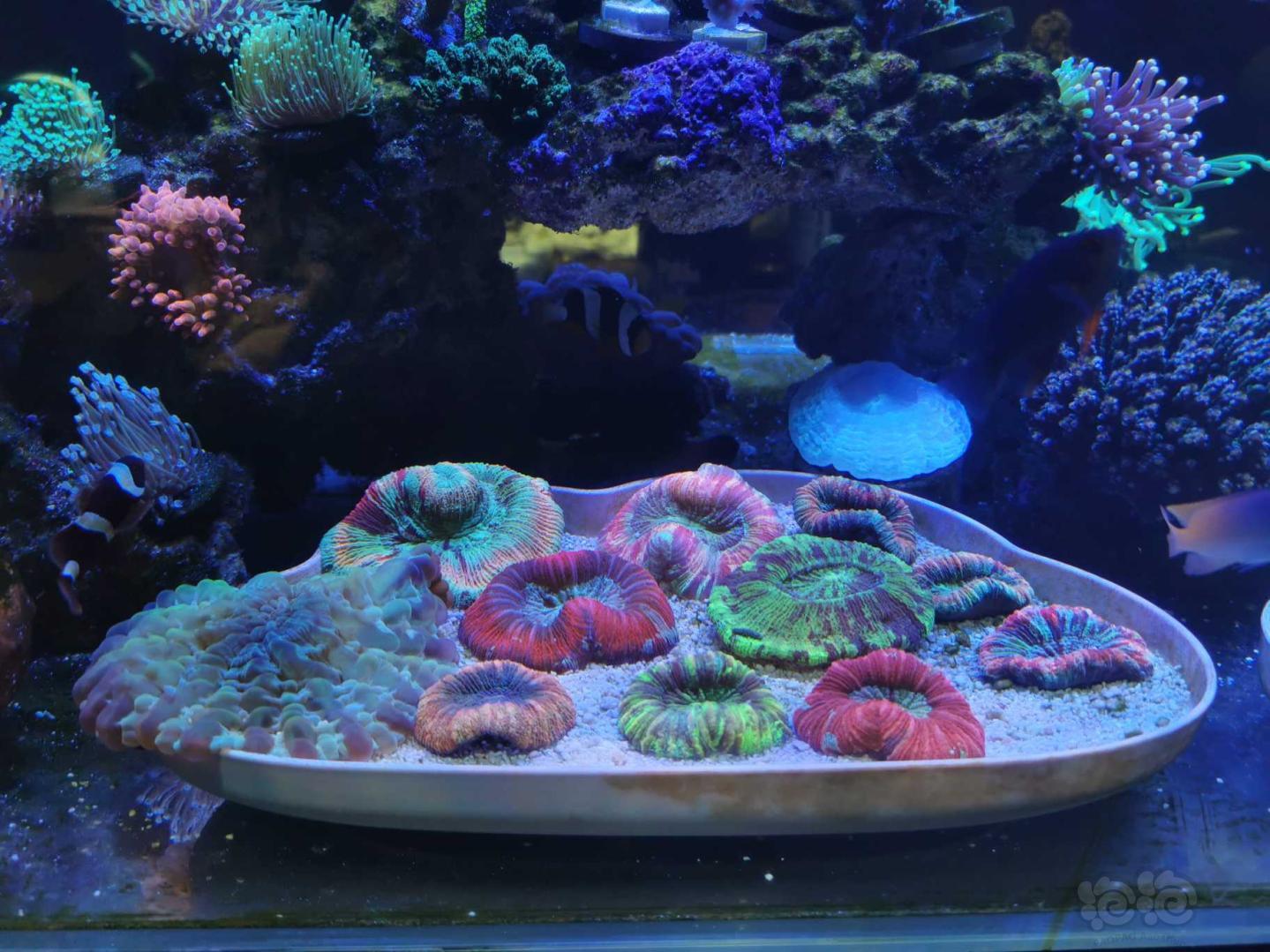 兩種光譜下的珊瑚-图2