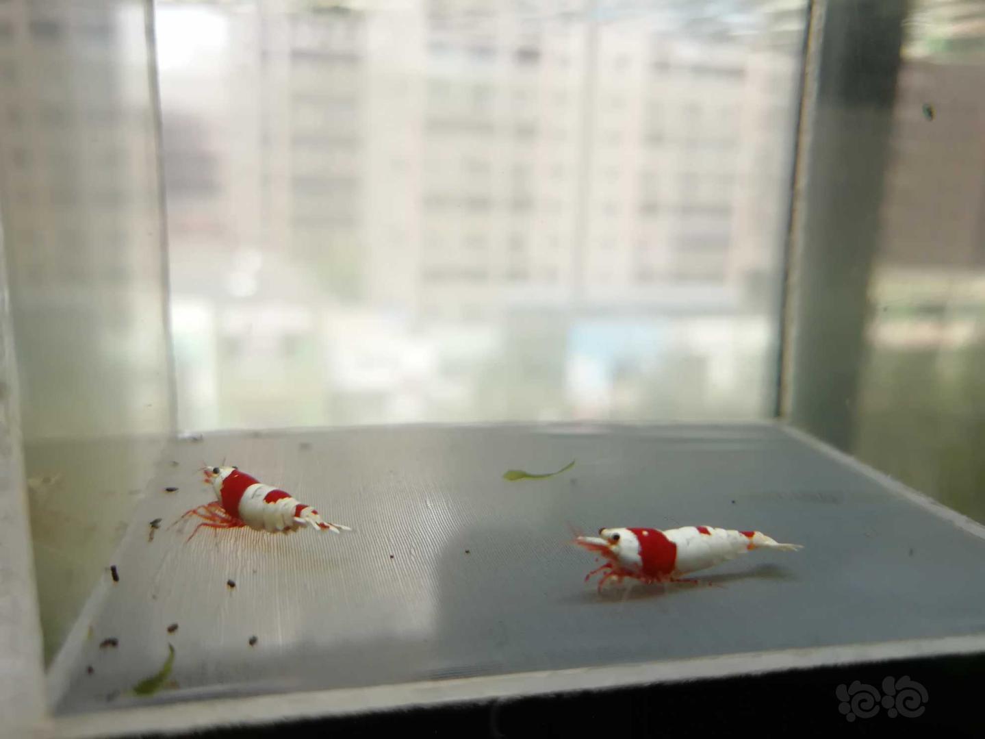 【虾】2020-07-14#RMB拍卖#红白纯血水晶虾一份4只-图4