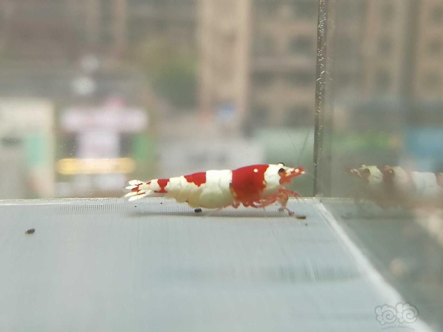 【虾】2020-07-21#RMB拍卖#红白纯血水晶虾一份2只-图1
