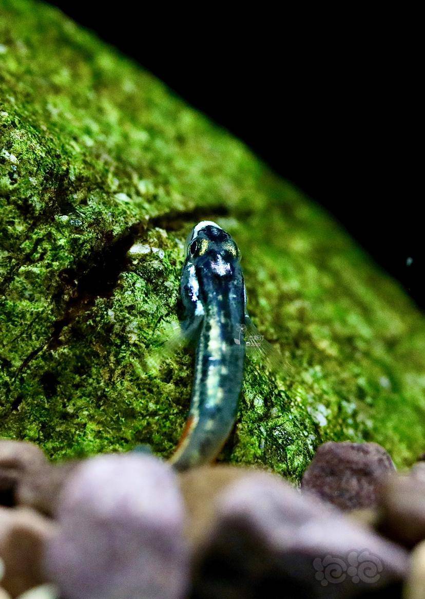 电光红腰枝牙虾虎