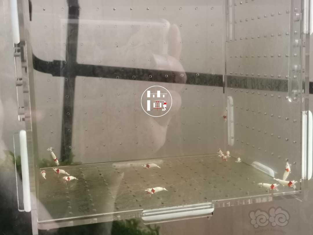 【虾】2020-07-07#RMB拍卖精选系统白躯红白水晶虾18只-图4