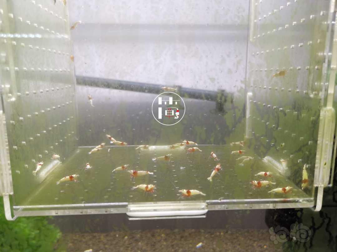 【虾】2020-07-16#RMB拍卖红白水晶虾40只-图2