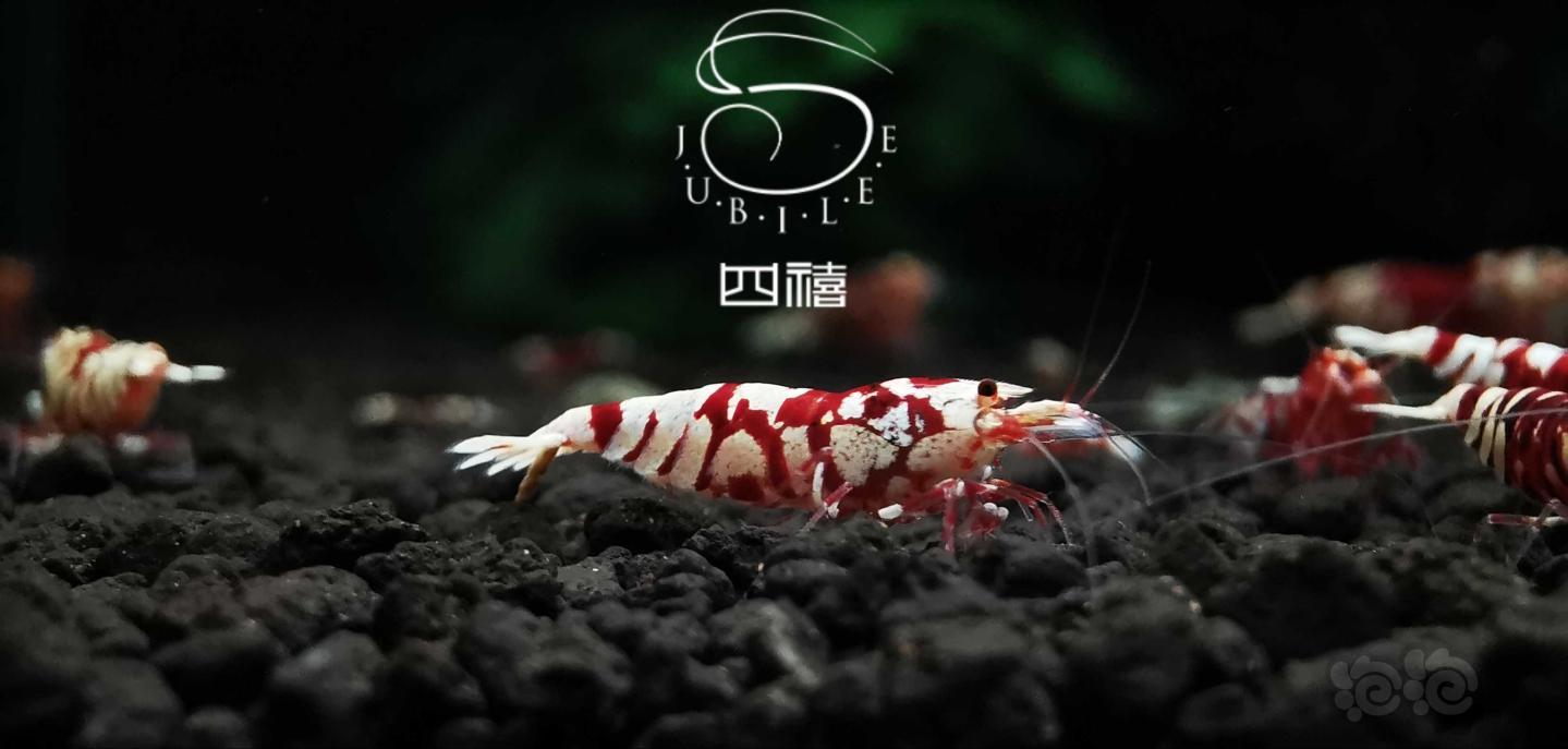 【虾】2020-07-01#RMB拍卖太极红花虎成虾一组-图3