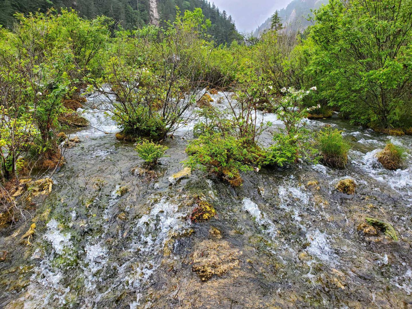 关于高山柳杯腺柳用于草缸造景可能性
