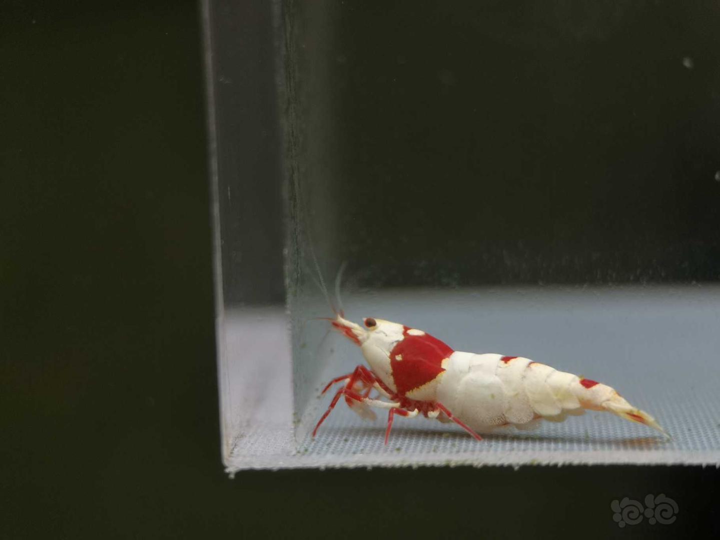 【虾】2020-07-13#RMB拍卖纯血红白一公一母-图12