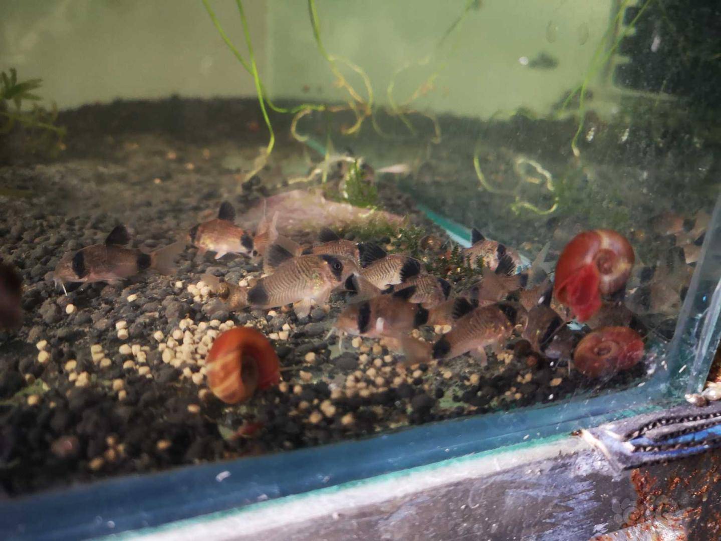 热带鱼自家鱼房繁殖出来的鼠鱼白鼠鱼熊猫鼠鱼无畸形