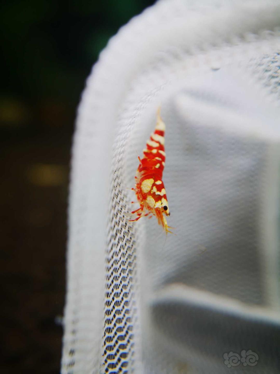 【虾】2020-07-29#RMB拍卖太极红花虎一份5只-图3