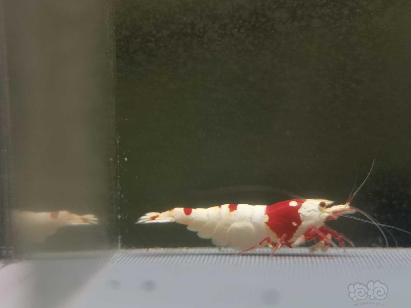 【虾】2020-07-13#RMB拍卖纯血红白一公一母-图13