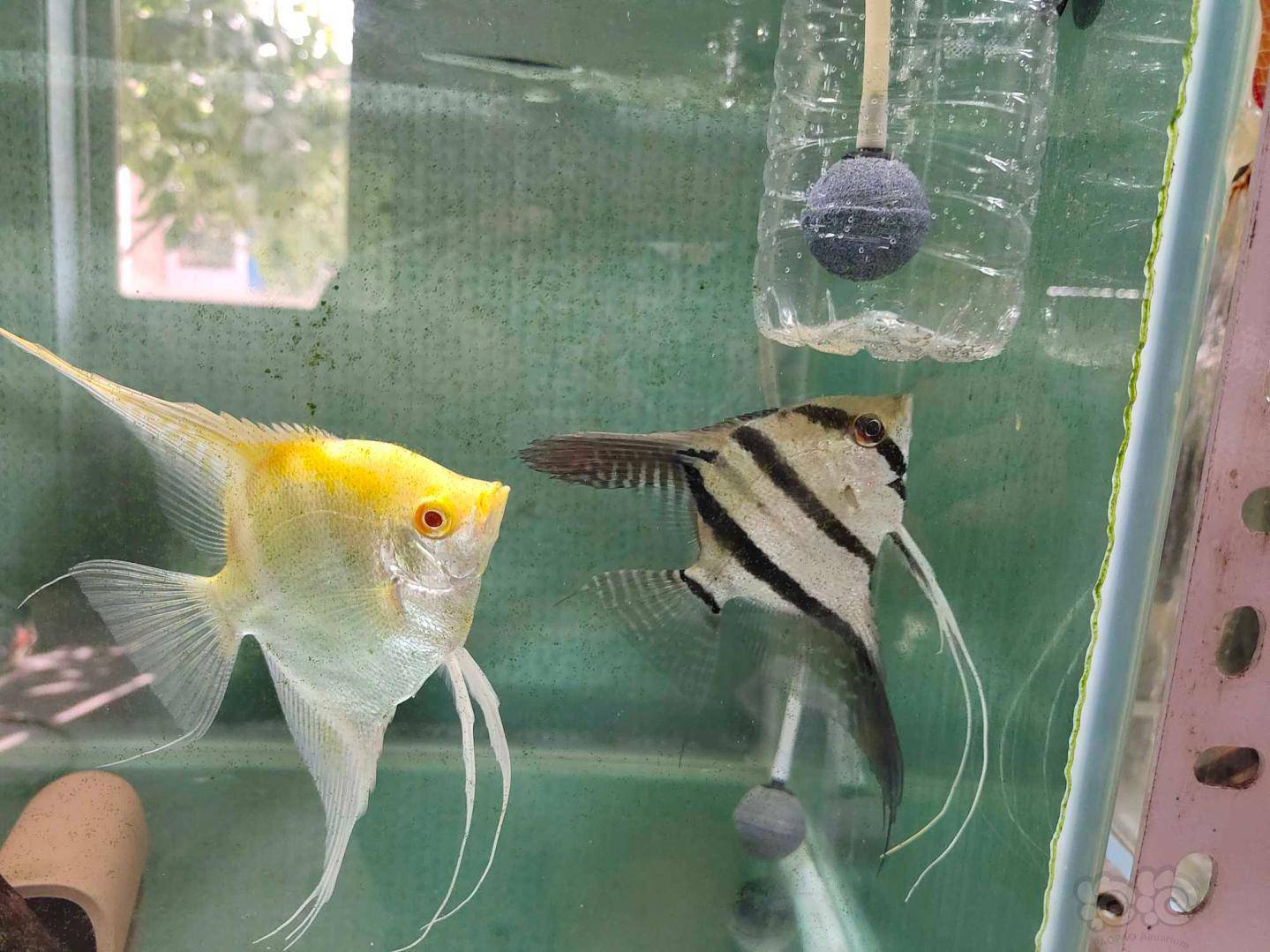 白化秘鲁母和秘鲁公繁殖成功