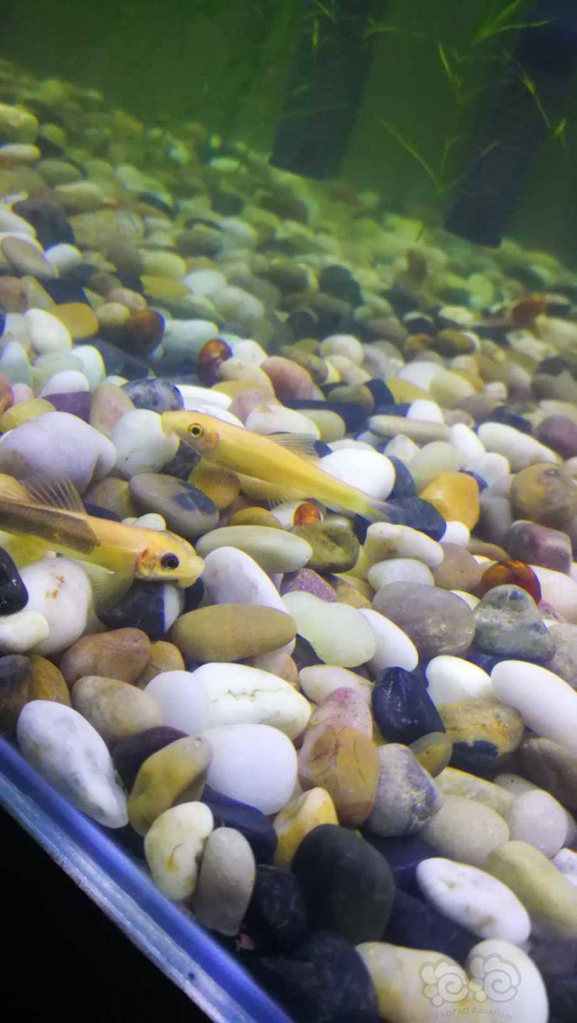 这两只金苔鼠公母是什么啊谢谢