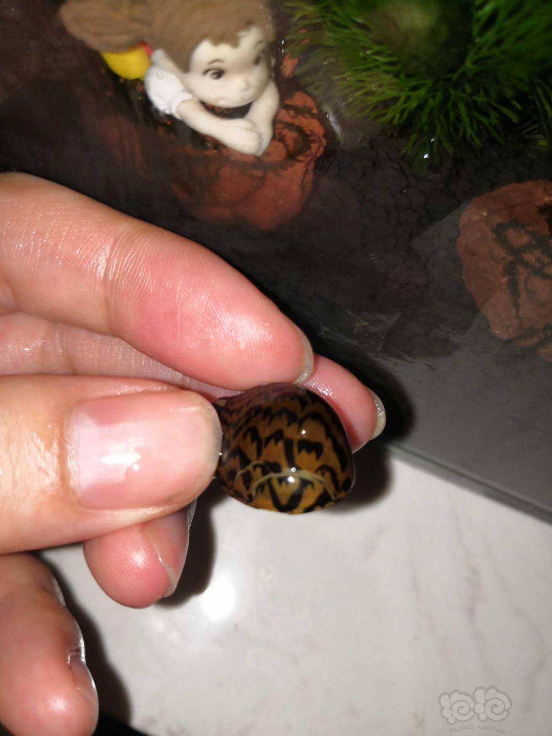 斑马螺壳裂了怎么办