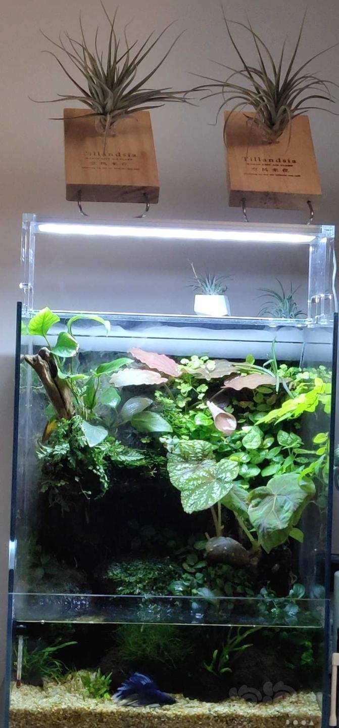 我的雨林水陆缸，开缸两个月-图2