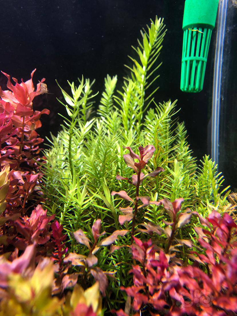 宫廷草茎叶长且细,请问什么原因?