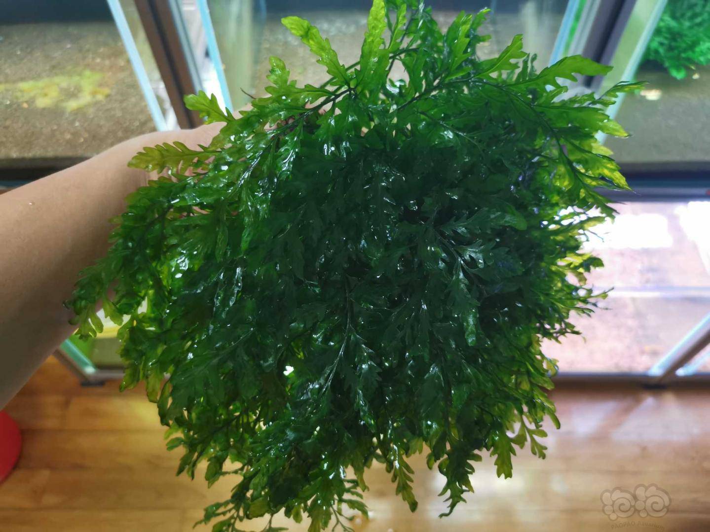 出售虾缸里的黑木蕨