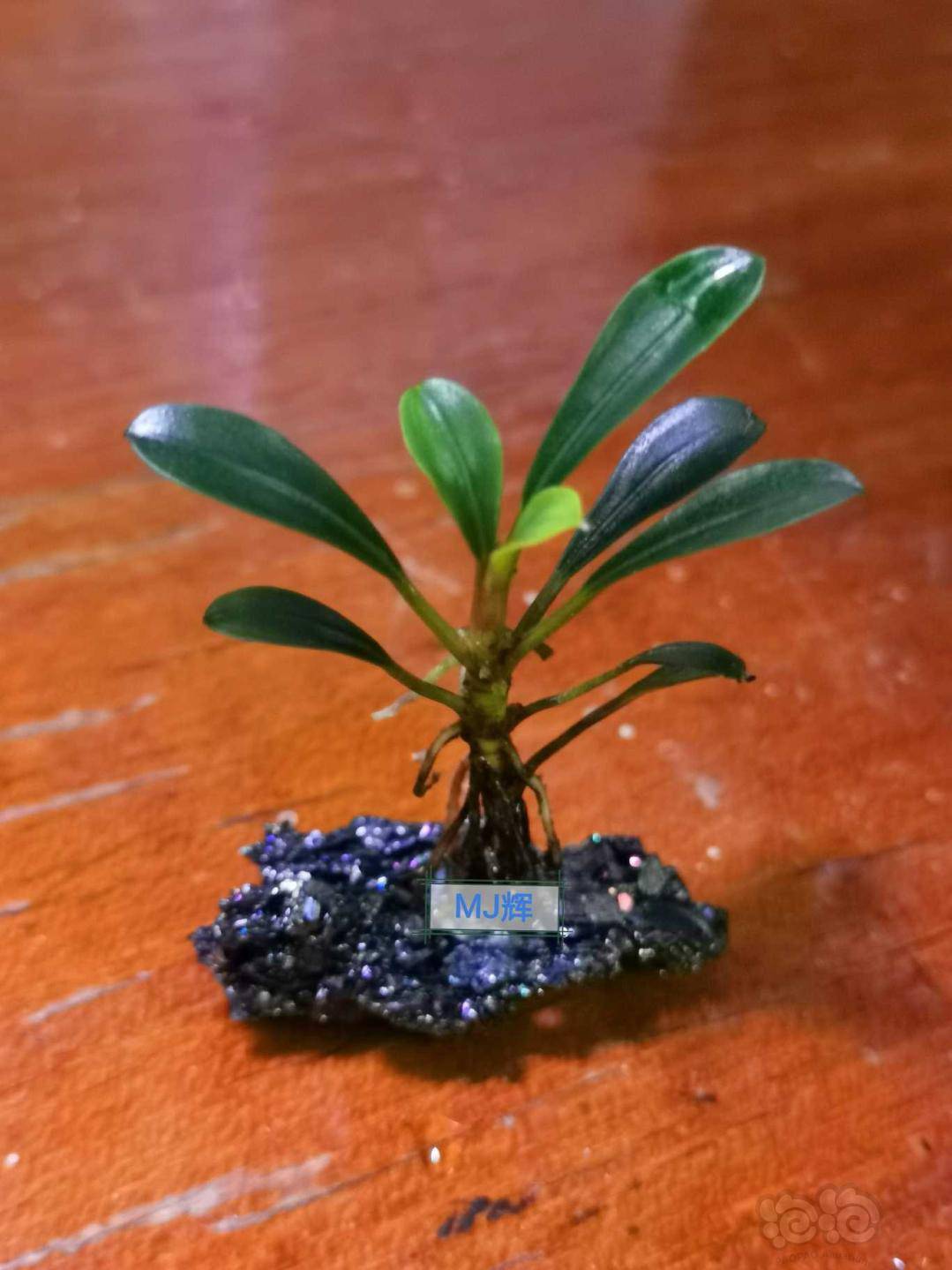 趁着周末有空再记录一帖卡佩特绿箭简称卡绿