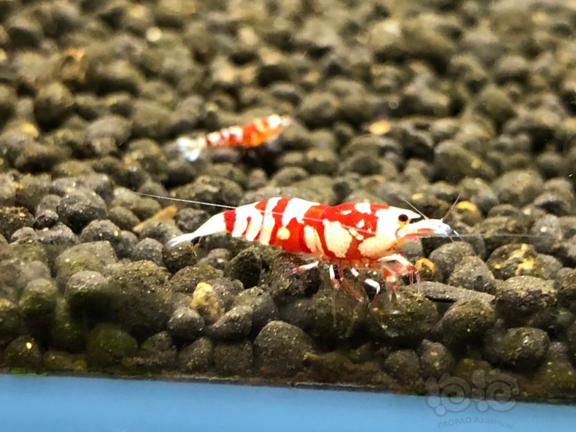 【虾】2020-07-11#RMB拍卖红花虎1公2母-图4