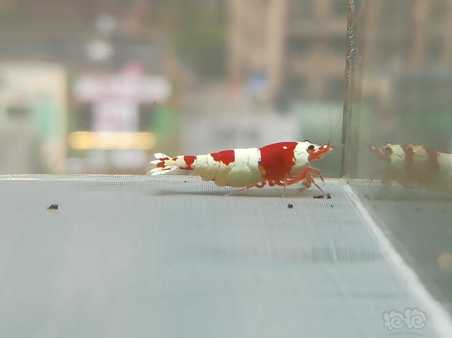【虾】2020-07-21#RMB拍卖#红白纯血水晶虾一份2只-图5